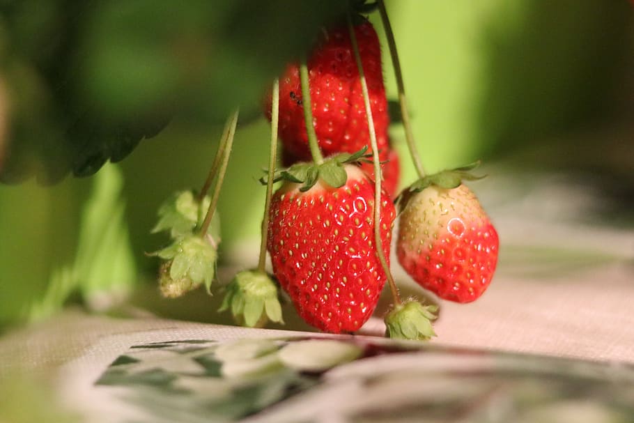 Strawberry, Macro, Close, Fruit, Sweet, food, fruits, vitamins HD wallpaper