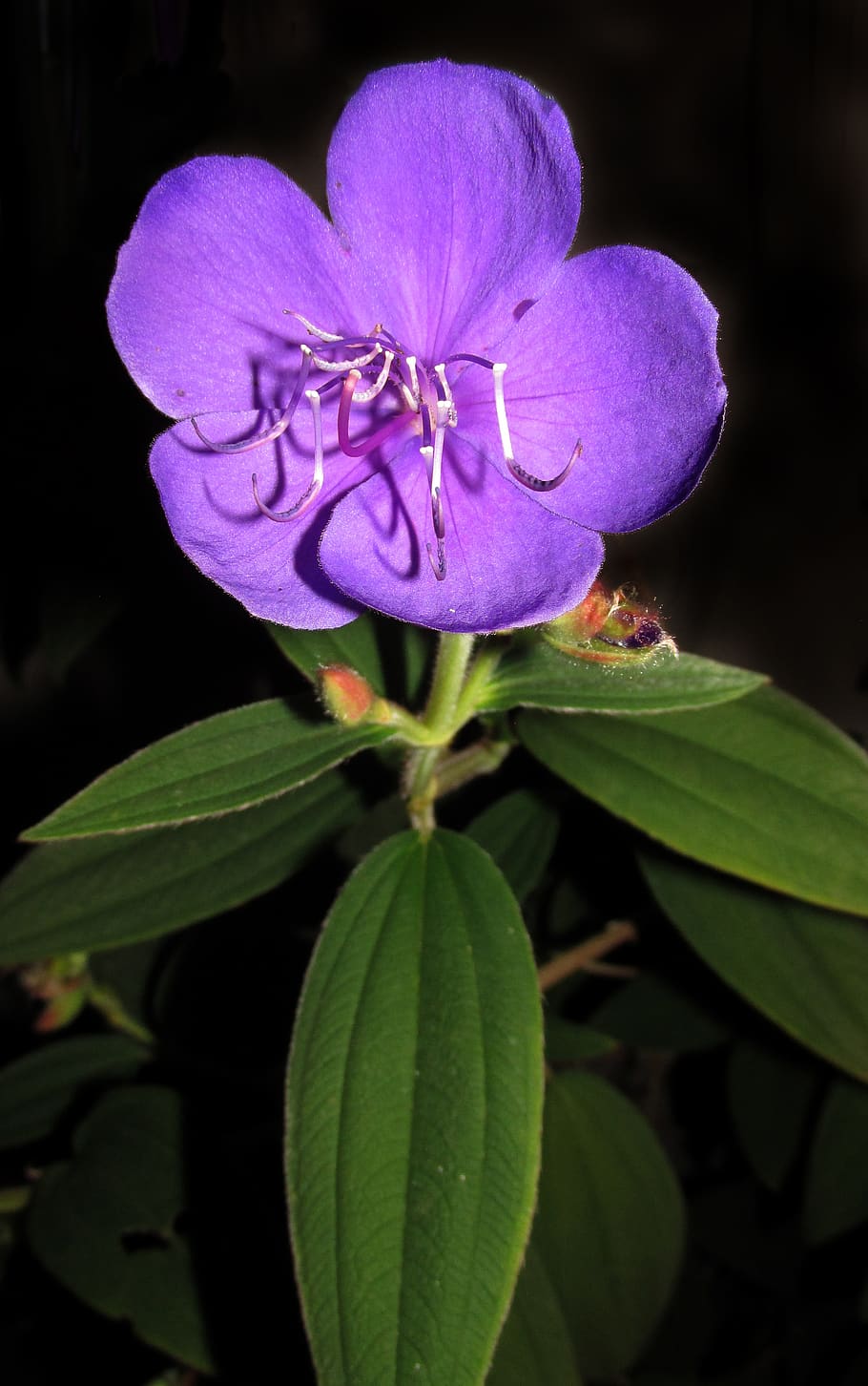 nature, flower, flora, plant, flowering plant, freshness, close-up HD wallpaper