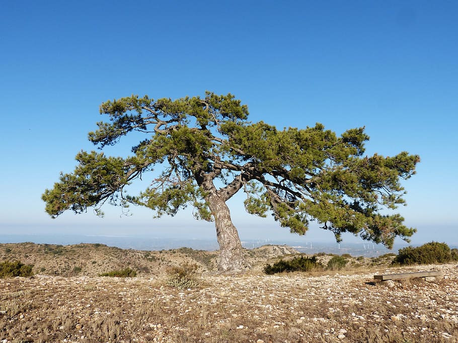 singular tree, pine, montsant, pi cugat, nature, sky, blue, HD wallpaper
