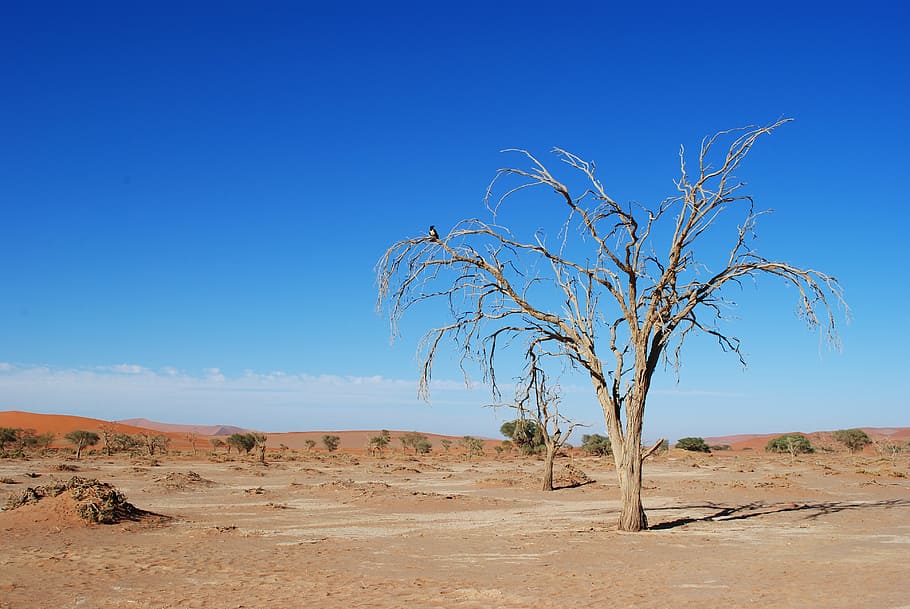 photography of brown bare tree under clear blue sky, namibia HD wallpaper