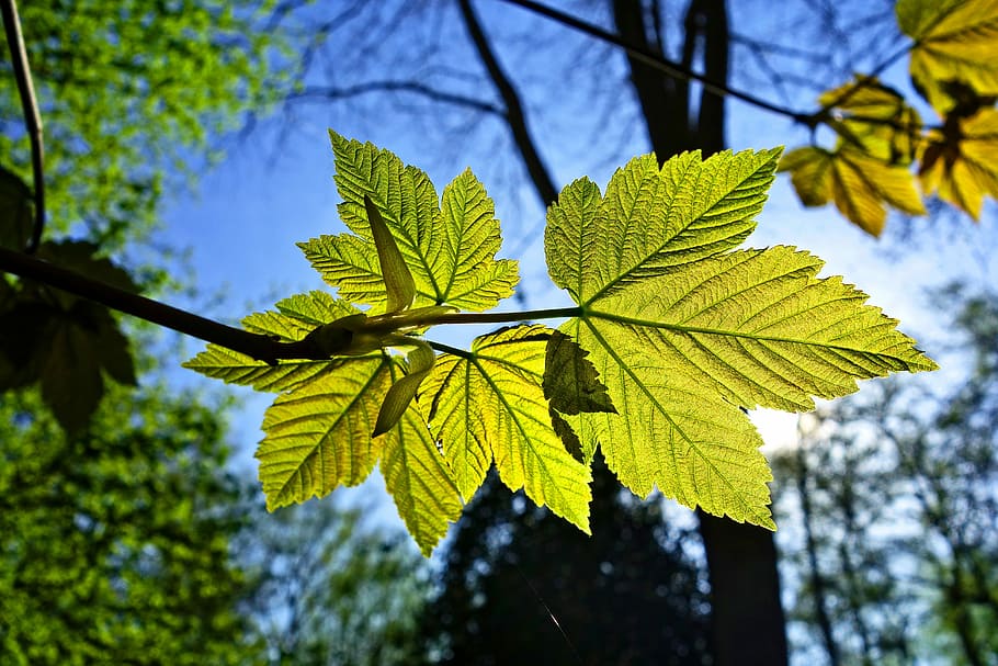 tilt shift lens photo of green leaf, vein, pattern, young leaf HD wallpaper