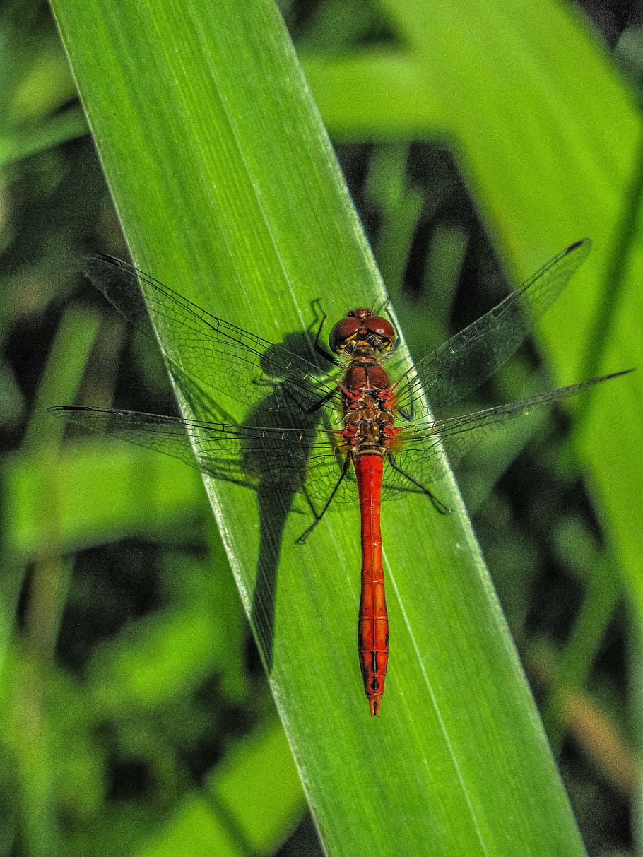 nature, plant, leaf, insect, close-up, dragonfly, animals in the wild HD wallpaper