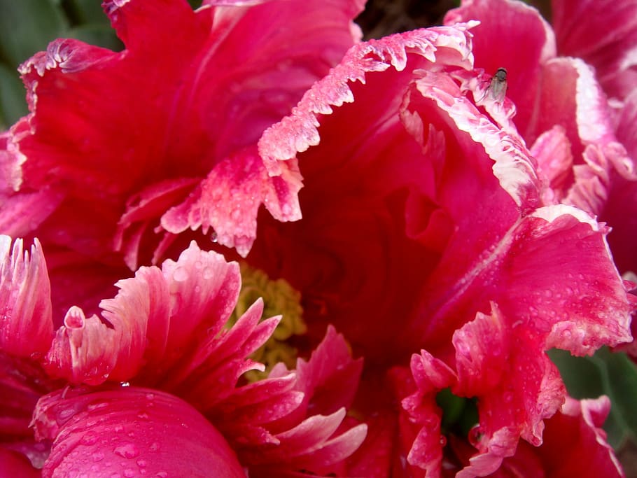 Tulip, Open, Pink, Flames, Colors, red, flower, pink color HD wallpaper