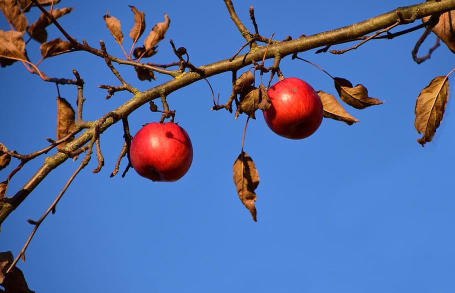 apple, apple tree, fruit, nature, red, autumn, kernobstgewaechs HD wallpaper