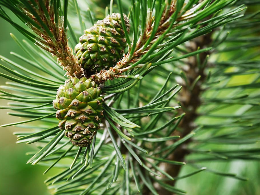 pine, tap, needles, nature, green, forestry, softwood, pine cones HD wallpaper