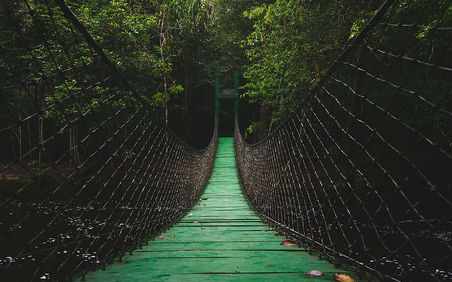 green wooden hanging bridge near green trees, path, walkway HD wallpaper