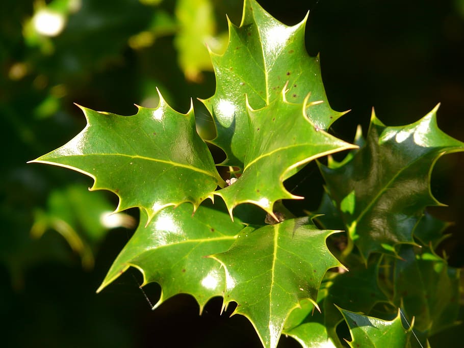 holly, leaf, plant, green, sting, prickly, thorn, spiny, plant part HD wallpaper