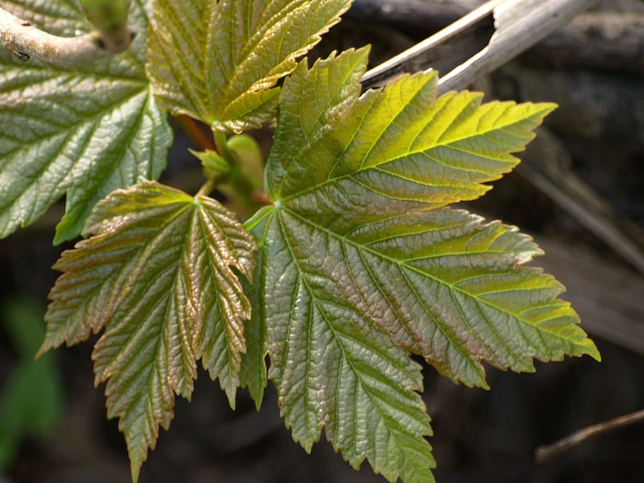 maple, maple leaf, green, nature, spring, plant, plant part HD wallpaper