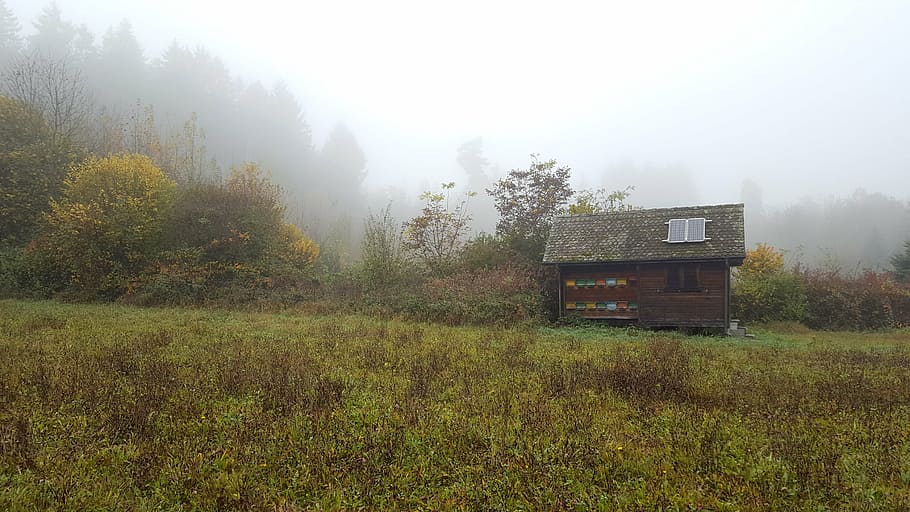 brown wooden house surrounded with grass, fog, forest, glade HD wallpaper