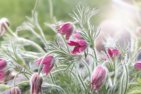 macro photo of pink flowers, pasqueflower, common pasque flower HD wallpaper
