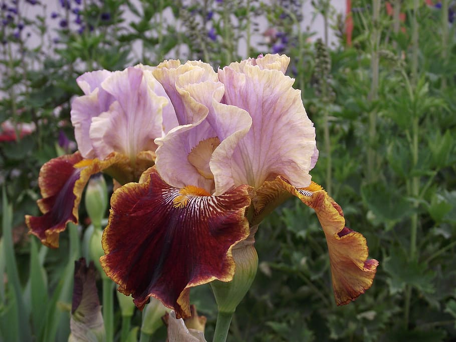 selective focus photo of pink and brown iris flower, flowers HD wallpaper