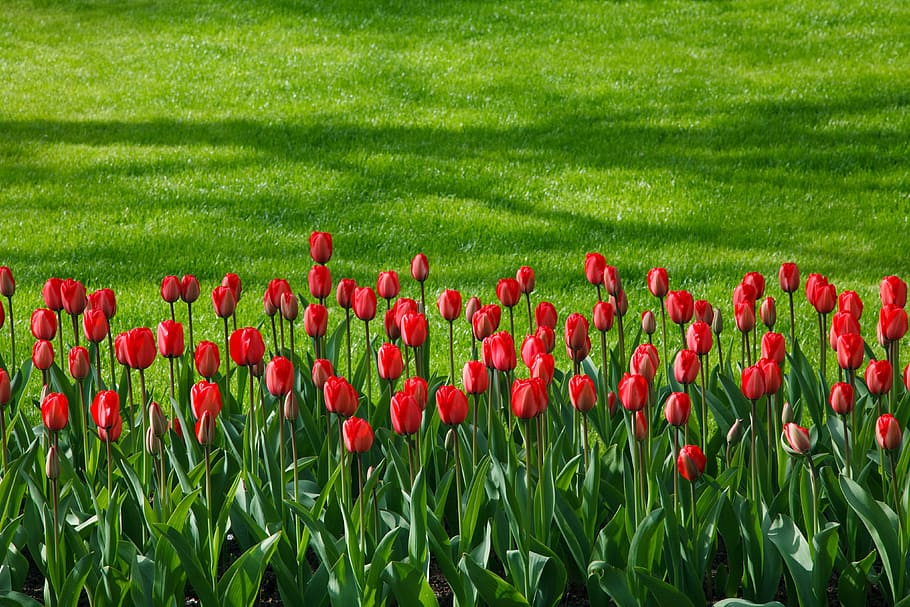 Background, Bloom, Blossom, Bunch, Color, colorful, flower HD wallpaper