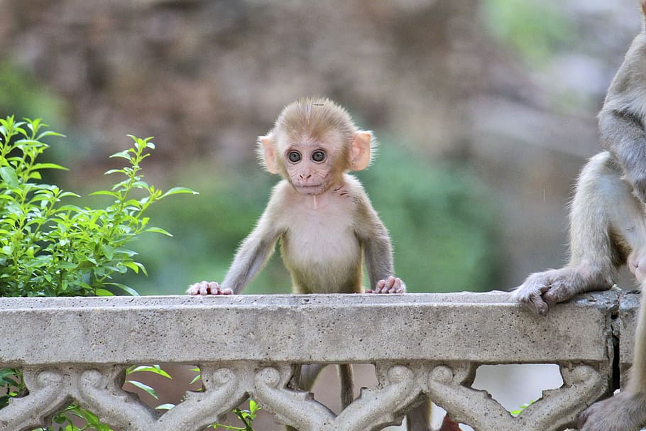 gray and brown monkey on concrete rail, animalia, cute, nature, HD wallpaper