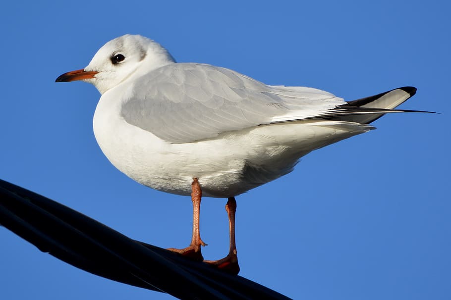 seagull, animal, bird, animal themes, vertebrate, animal wildlife HD wallpaper