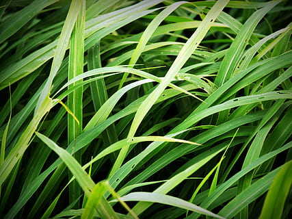 green linear grasses in close-up photo, field, soccer, background HD wallpaper