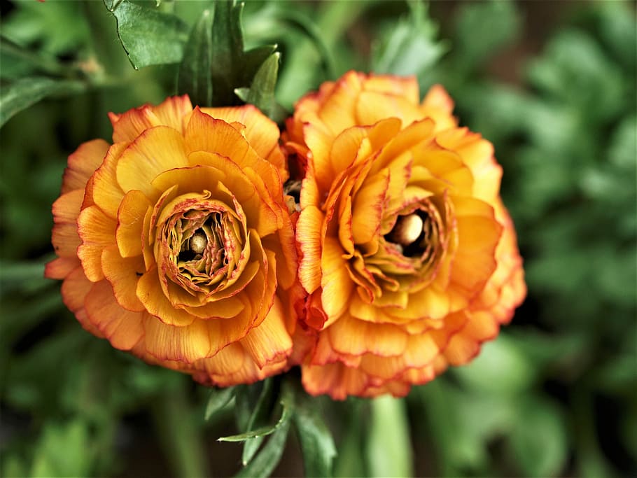 nature, flower, flora, leaf, garden, floral, petal, blooming HD wallpaper