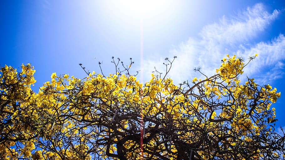 flowers, tree, yellow, sky, nature, summer, sun, spring, plant HD wallpaper