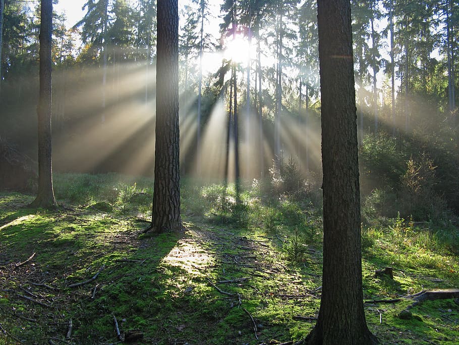 crepuscular rays shining upon trees, forest, light, nature HD wallpaper