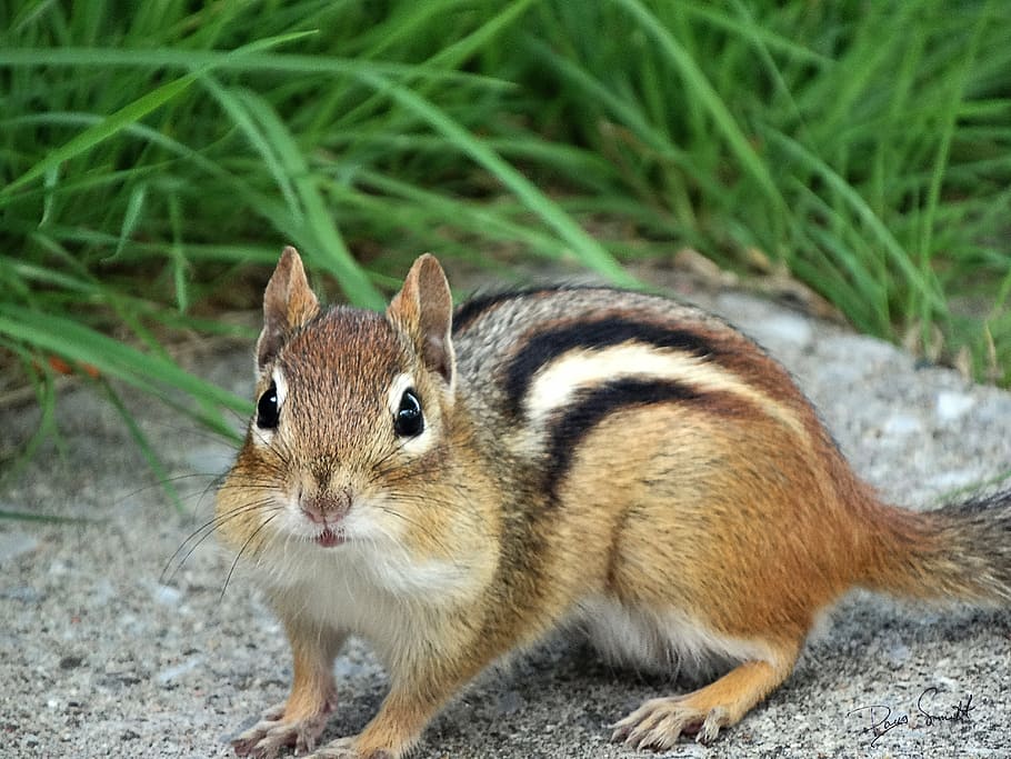 brown squirrel, chipmunk, face, wild, one animal, animal themes HD wallpaper