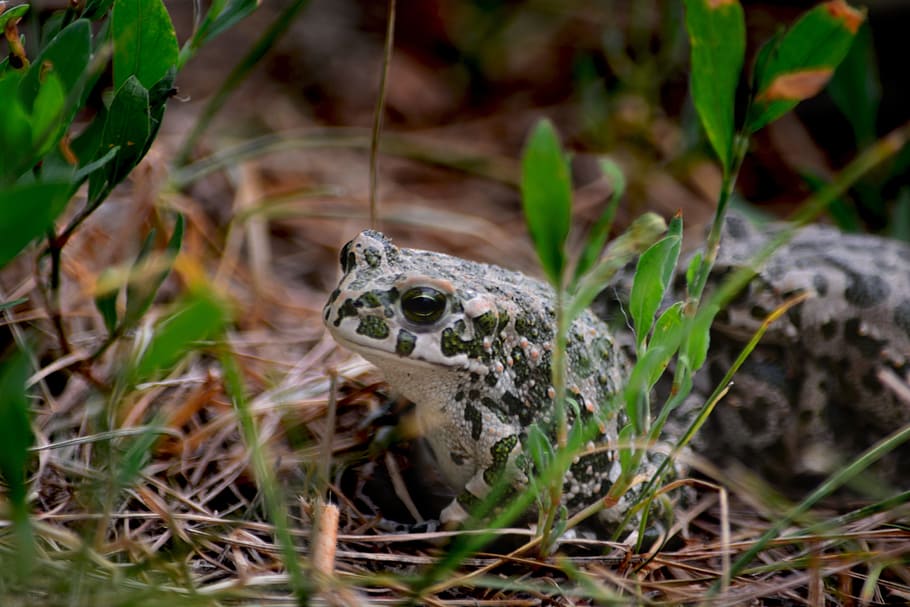 Nature, Subalpine Forest, Forest Frog, subalpine forest frog HD wallpaper