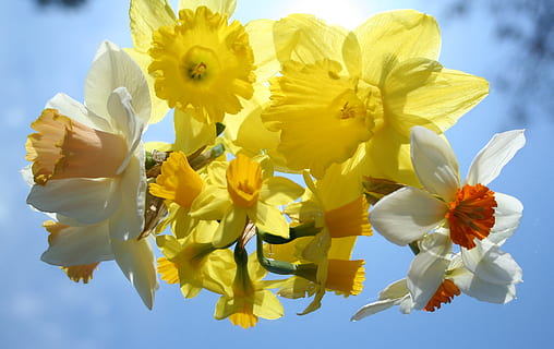 yellow and white petaled flowers, daffodils, spring, nature HD wallpaper