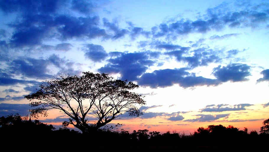 tree, tree isolated, tree branch, tree silhouette black, forest silhouette HD wallpaper