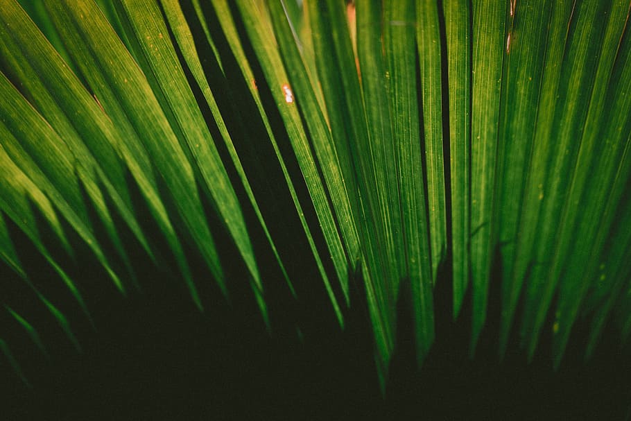close-up photography of green plant, green palm leaf, Shadows HD wallpaper