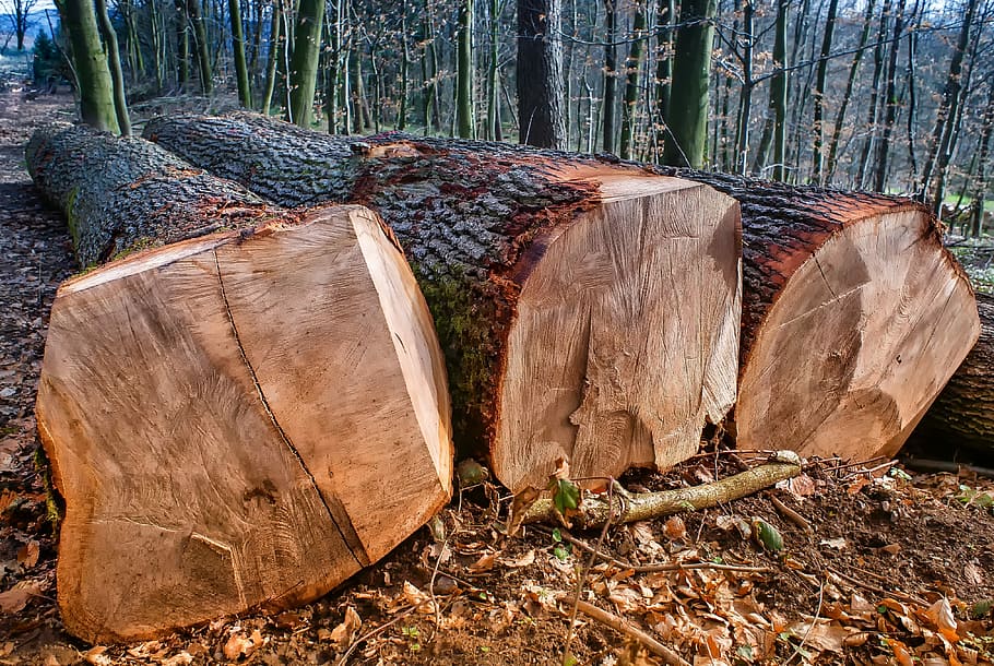 nature, wood, tree, tribe, log, sawn, like, lying, powerful, HD wallpaper