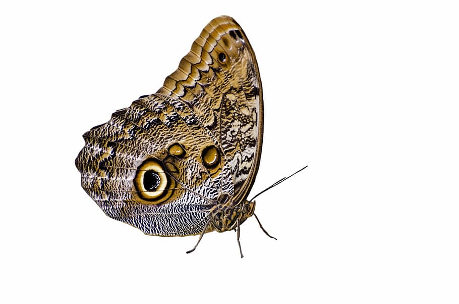 brown and white moth, owl, eye, wings, tropical, camouflage, splendid, HD wallpaper