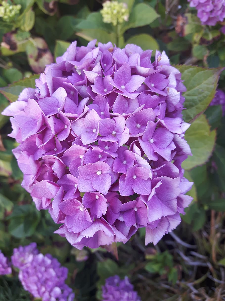 hydrangea, blossom, bloom, bush, flower, pink, flowering plant HD wallpaper