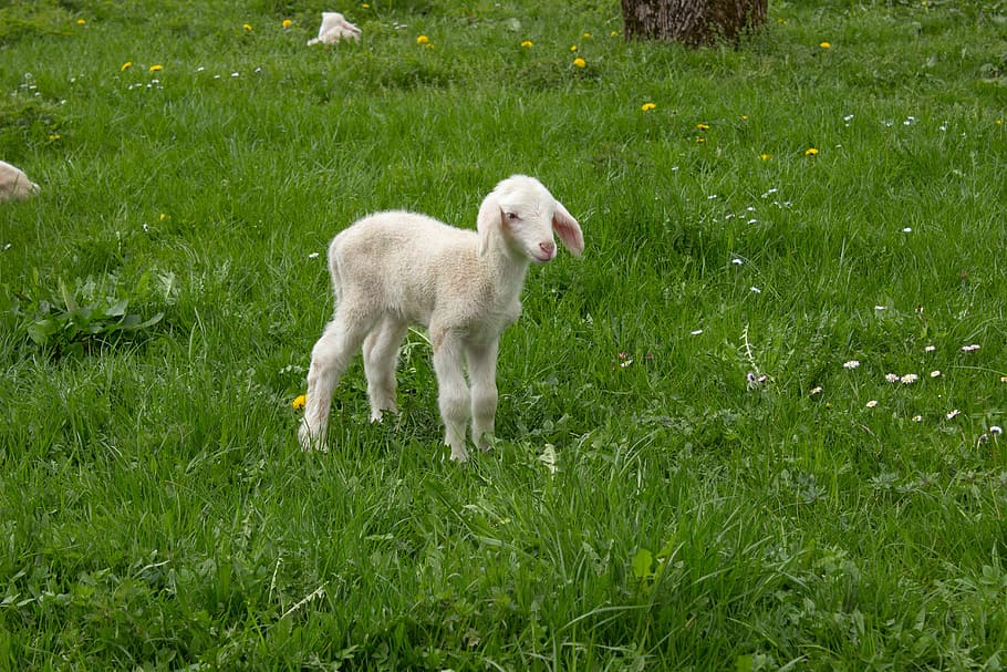 white kid standing on grass, lamb, spring, meadow, schäfchen HD wallpaper