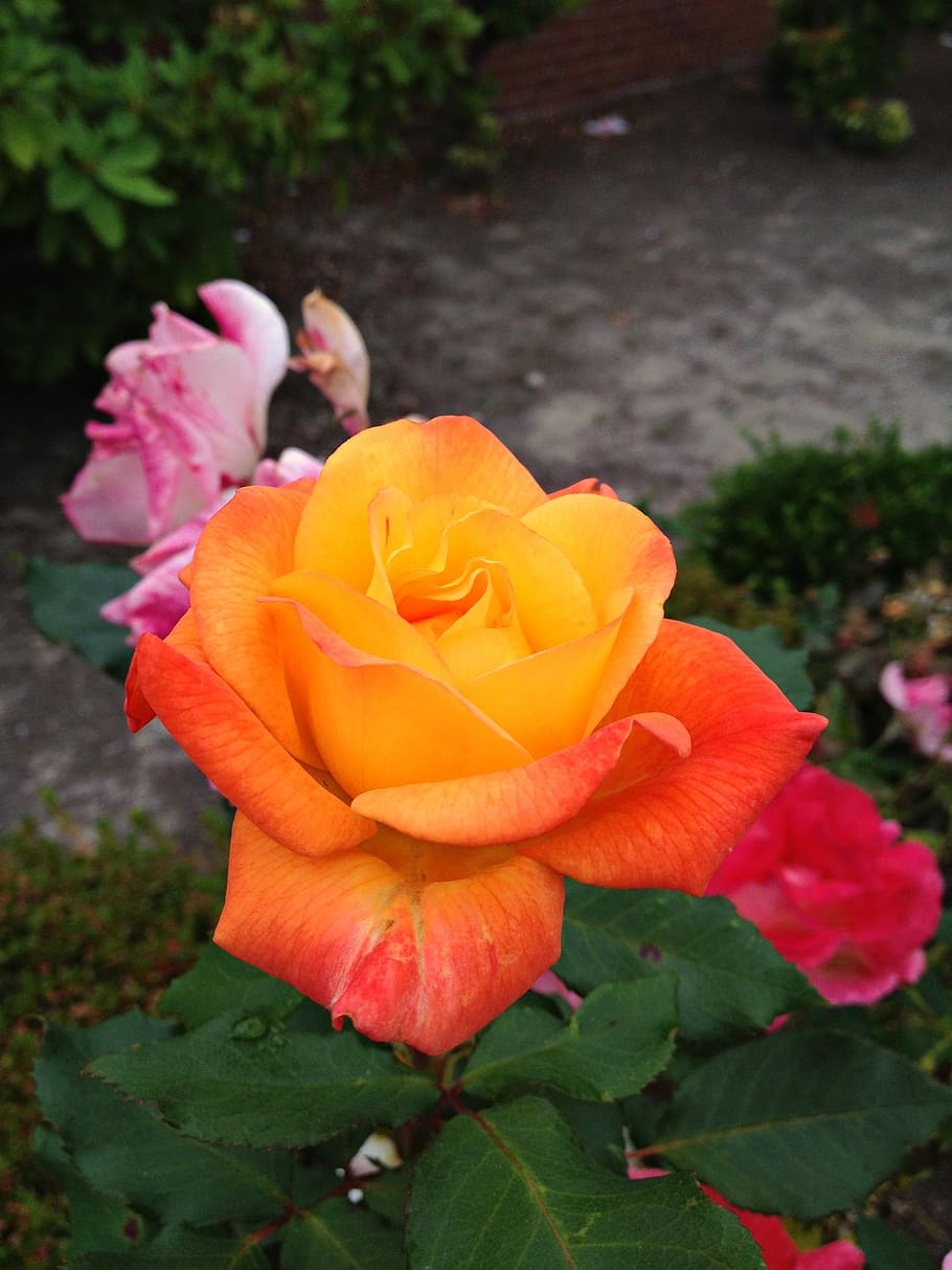 rose, orange, flower, bloom, beauty, flora, flowering plant HD wallpaper