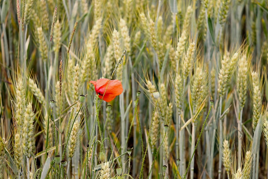 selective focus photo of red poppy flower on white wheat field HD wallpaper