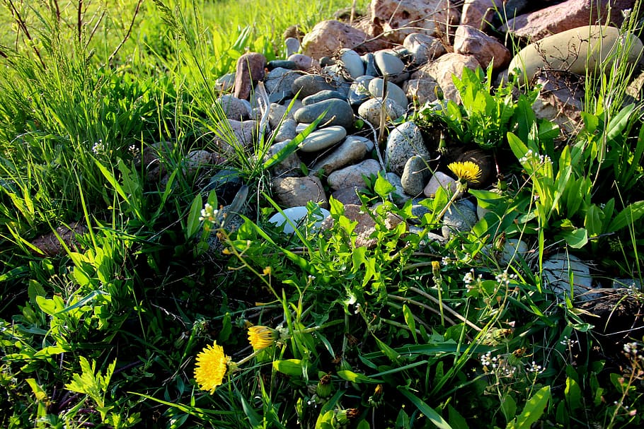 stones, grass, summer, background, nature, green background HD wallpaper