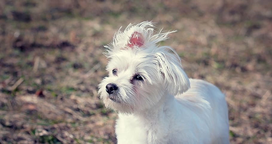 white Maltese puppy standing on field, dog, small dog, pet, animal
