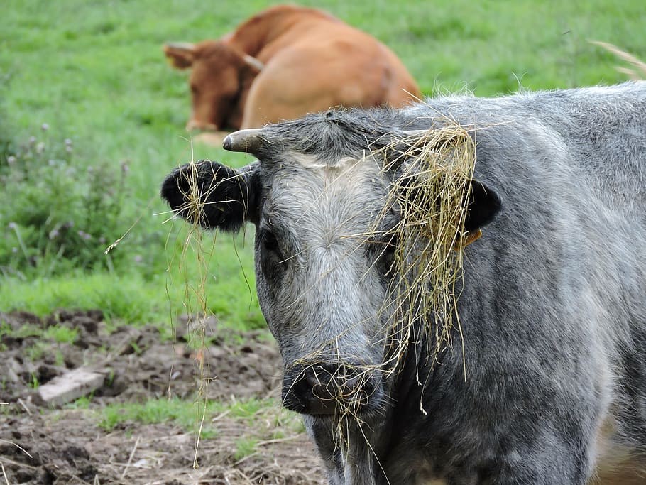 untidy, messy, rough, hay, badhair, badhairday, farm, cow, grass HD wallpaper