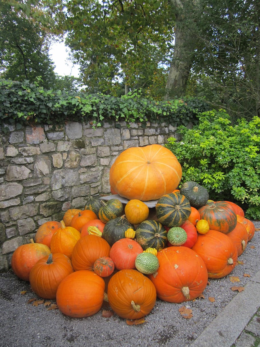 Pumpkins, Halloween, Landscape, autumn, food and drink, outdoors HD wallpaper