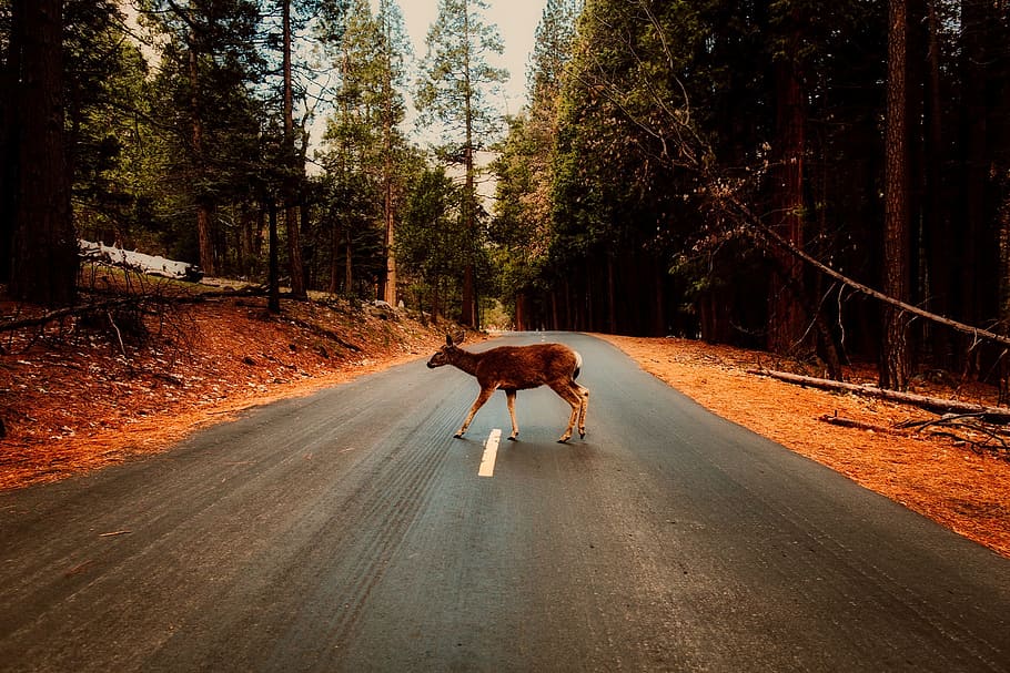 brown deer standing in middle of asphalt road, landscape, forest HD wallpaper