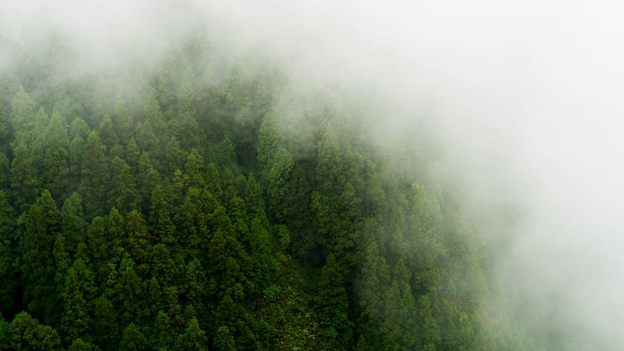 aerial photo of green trees, green tree surrounded by fogs, plant HD wallpaper