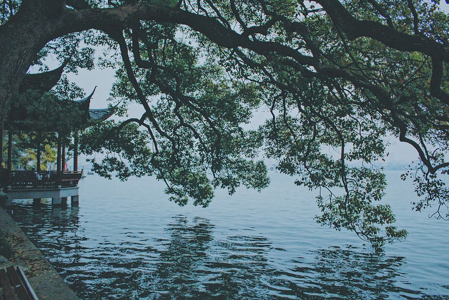 scenery of body of water, green tree near sea, branch, leaf, leaves HD wallpaper