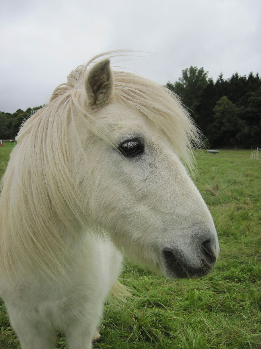 Shetty, Shetland Pony, Pasture, small, white, mold, cheeky