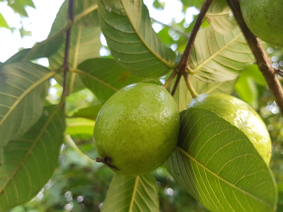 fruits, green, apple, healthy eating, leaf, food, food and drink HD wallpaper