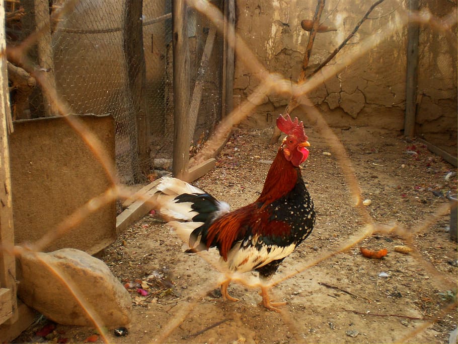 Rooster, Cage, Poultry, Bird, Livestock, domestic, male, coop HD wallpaper