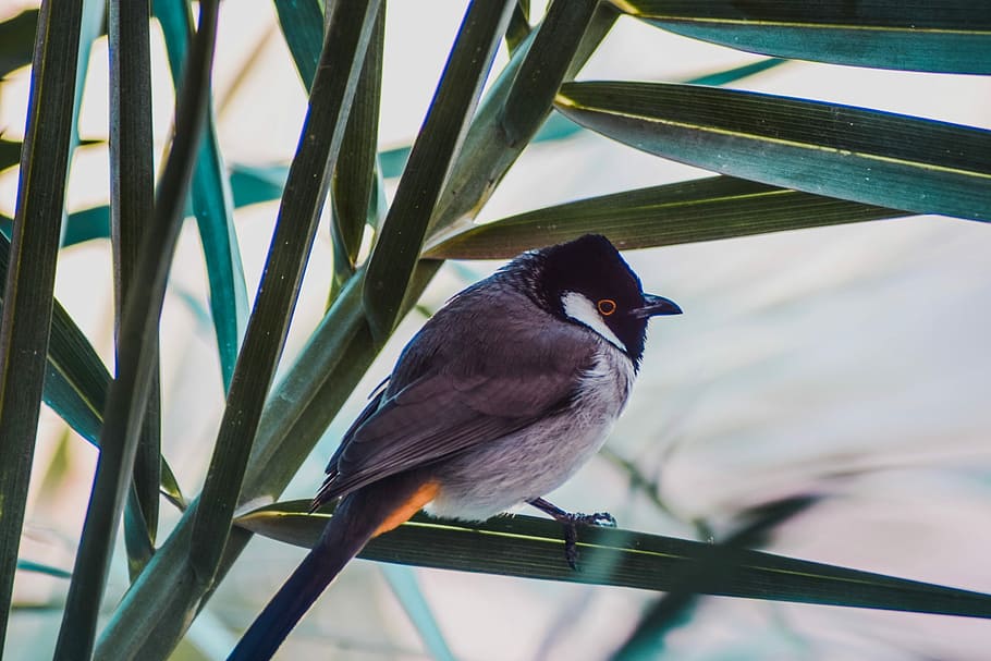 short-beaked grey and black bird perched on green leafed plant, closeup photo of black short beak bird HD wallpaper