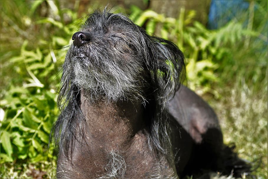 Chinese Crested Dog, black, hairless dog, basking, getting some sun, HD wallpaper