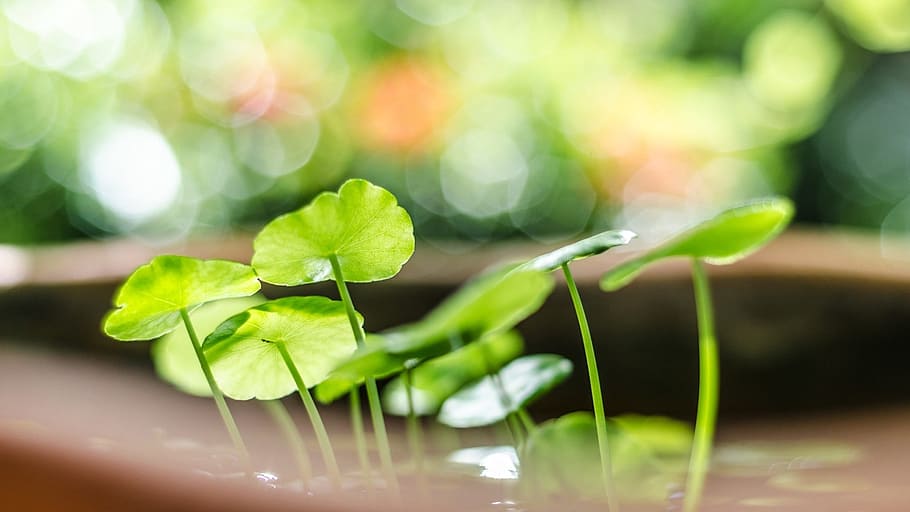leaf, green leaf, the leaves, green color, plant part, selective focus HD wallpaper