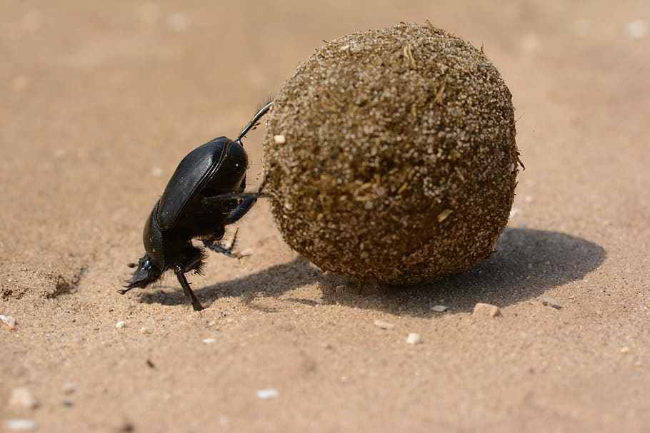 black dung beetle on sand during daytime, Scarab, Beetle, God