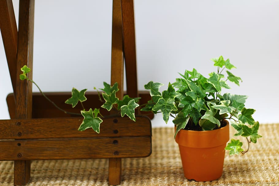 ivy, potted plant, plants, leaf, mini potted, interior, a pattern like this
