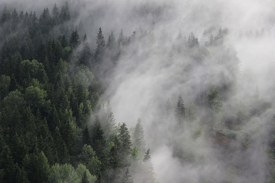 green pine trees, forest, spruce, fog, clouds, colourless, plant HD wallpaper