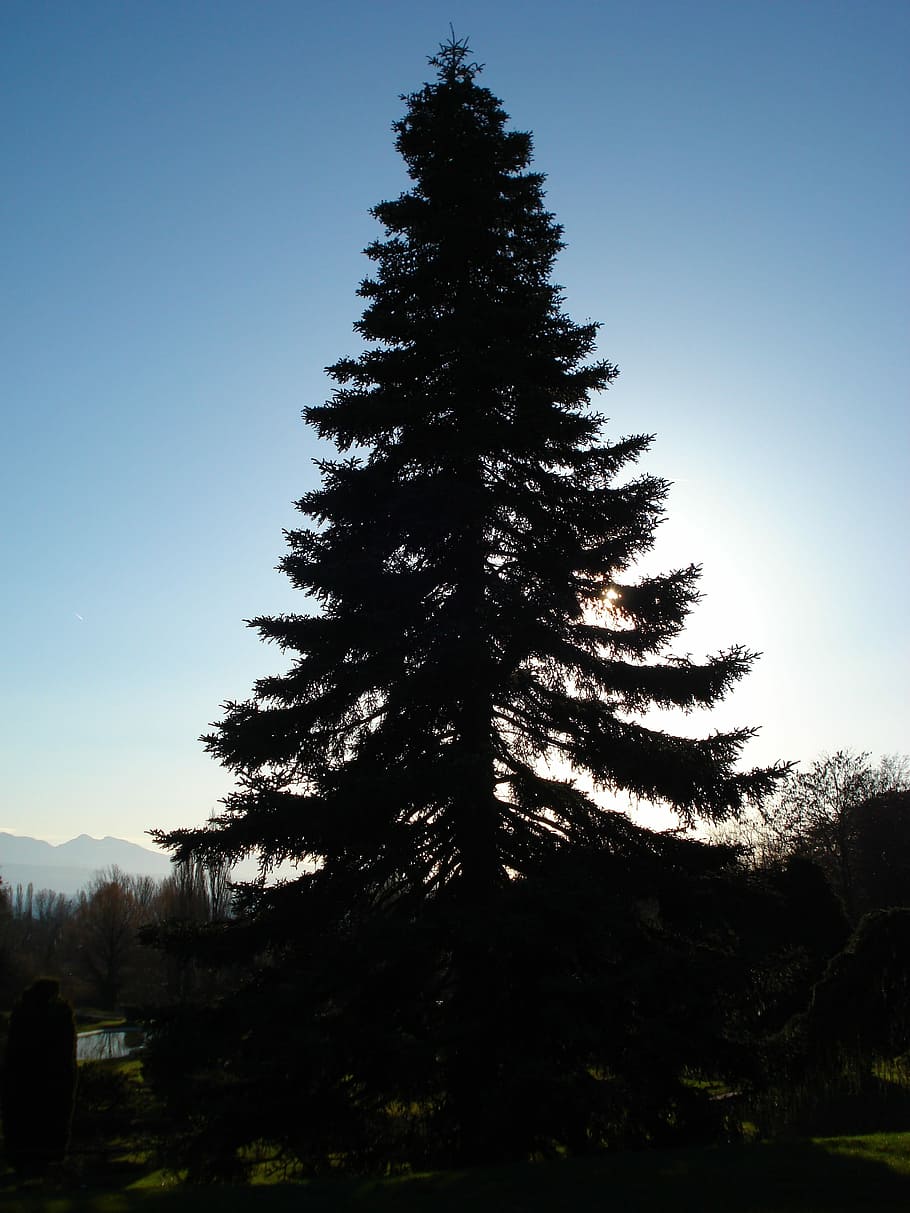 Fir, Nature, Trees, Light And Shade, sky, against the light HD wallpaper